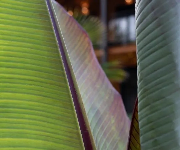 Fueredikon*** Tiszafüred