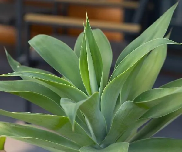 Fueredikon*** * Tiszafüred